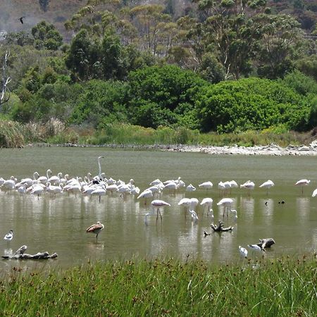 Albatross Appartamento Hermanus Esterno foto